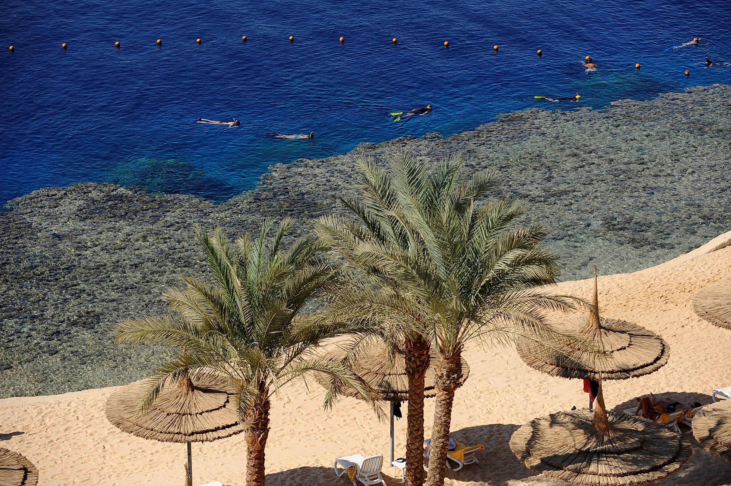 A beach with palm trees, a rocky shoreline, and a clear blue sea.