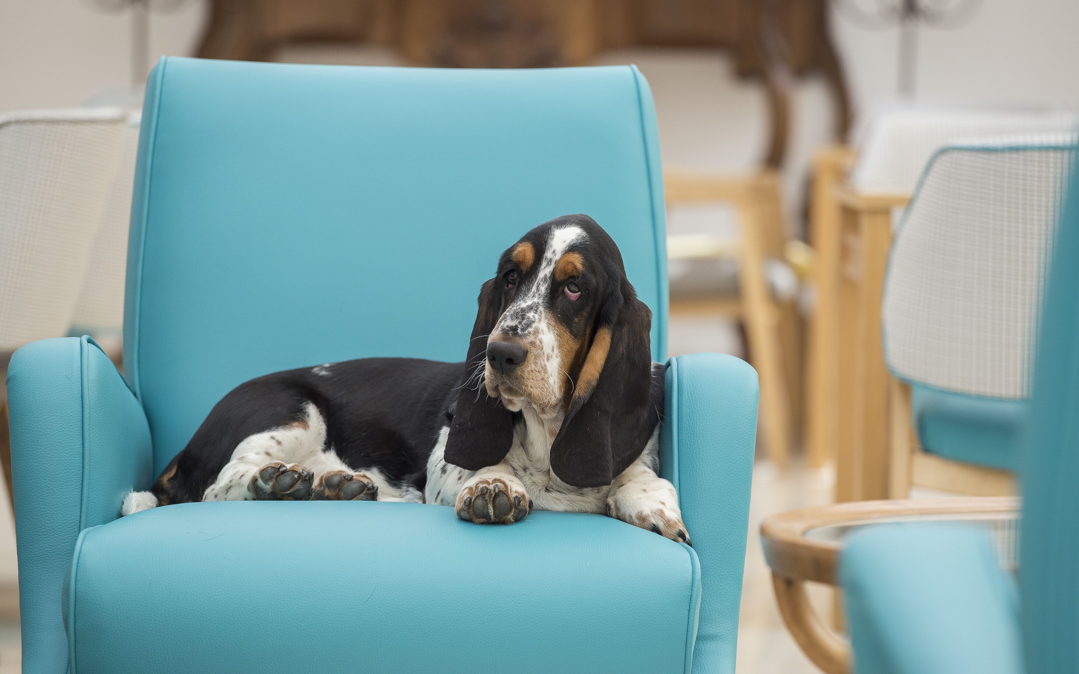 A dog lying on a teal armchair in a room with a wooden floor and a white wall.