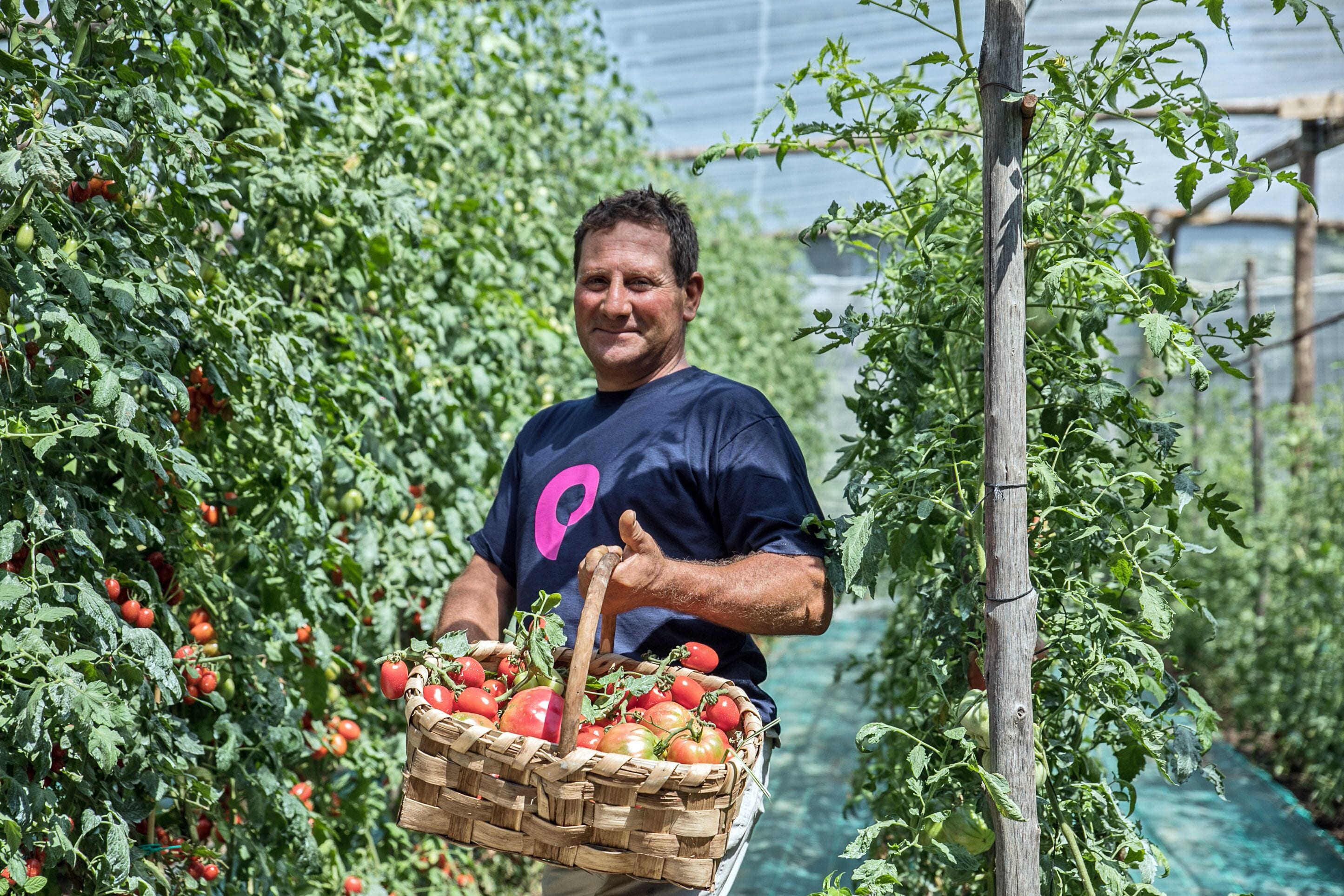 Une personne portant une chemise bleue et tenant un panier de tomates dans une serre.
