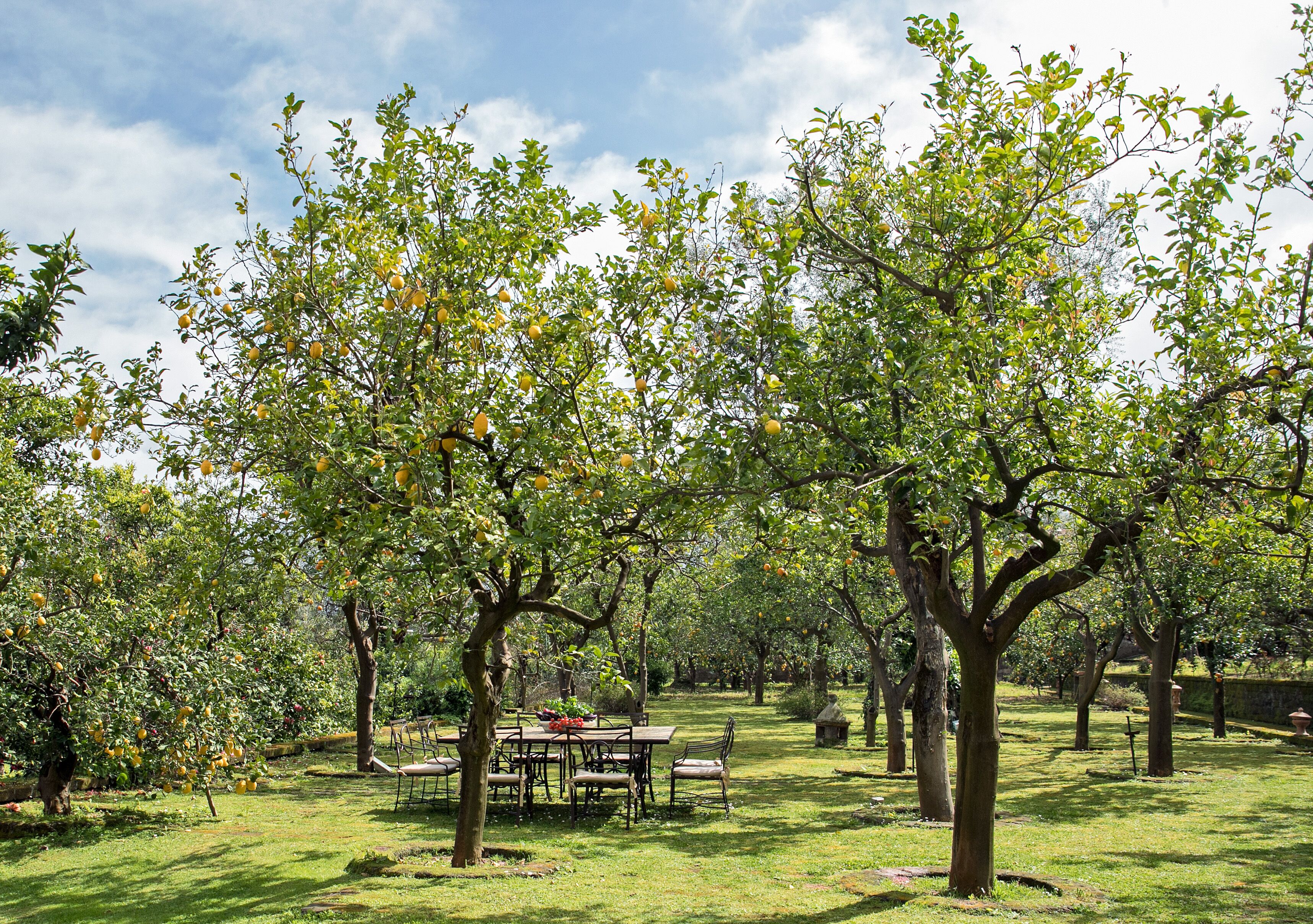 An orchard with a table and chairs under large trees.