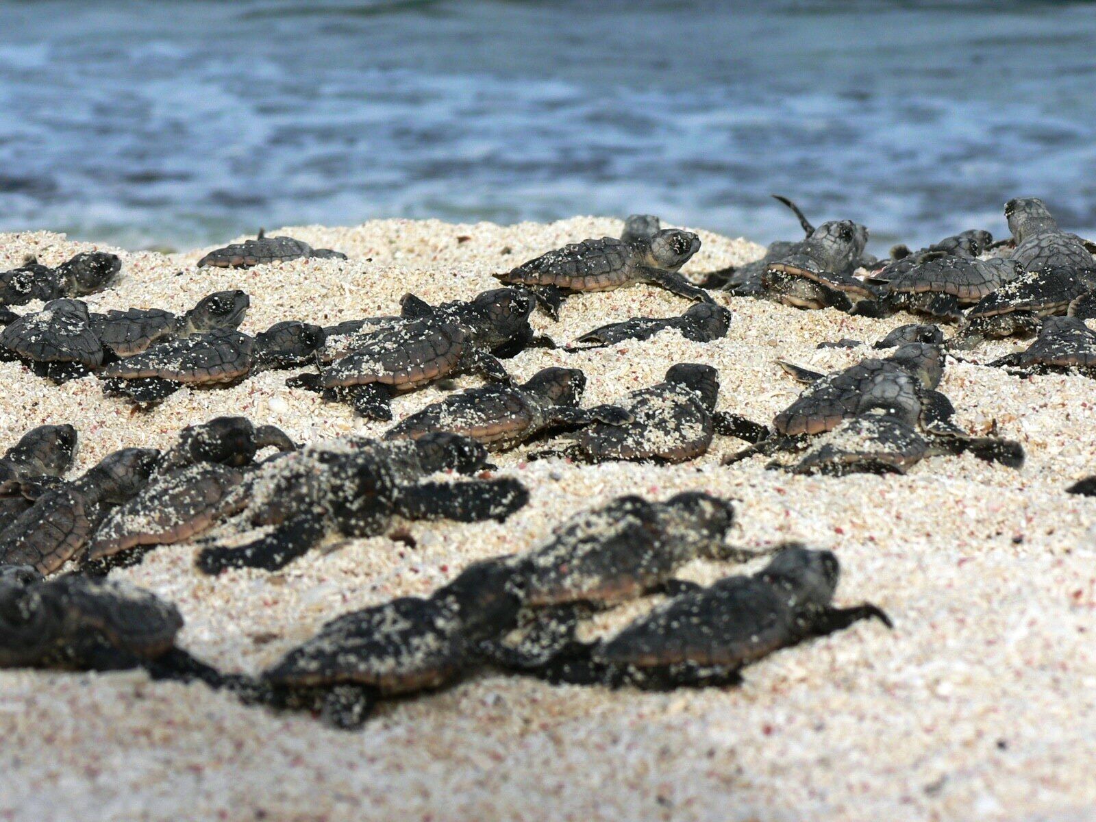 Un grupo de tortugas marinas sobre una playa arenosa, con el océano al fondo.