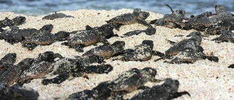 Un grupo de tortugas marinas sobre una playa arenosa, con el océano al fondo.