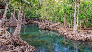A mangrove forest with clear water and trees with exposed roots.