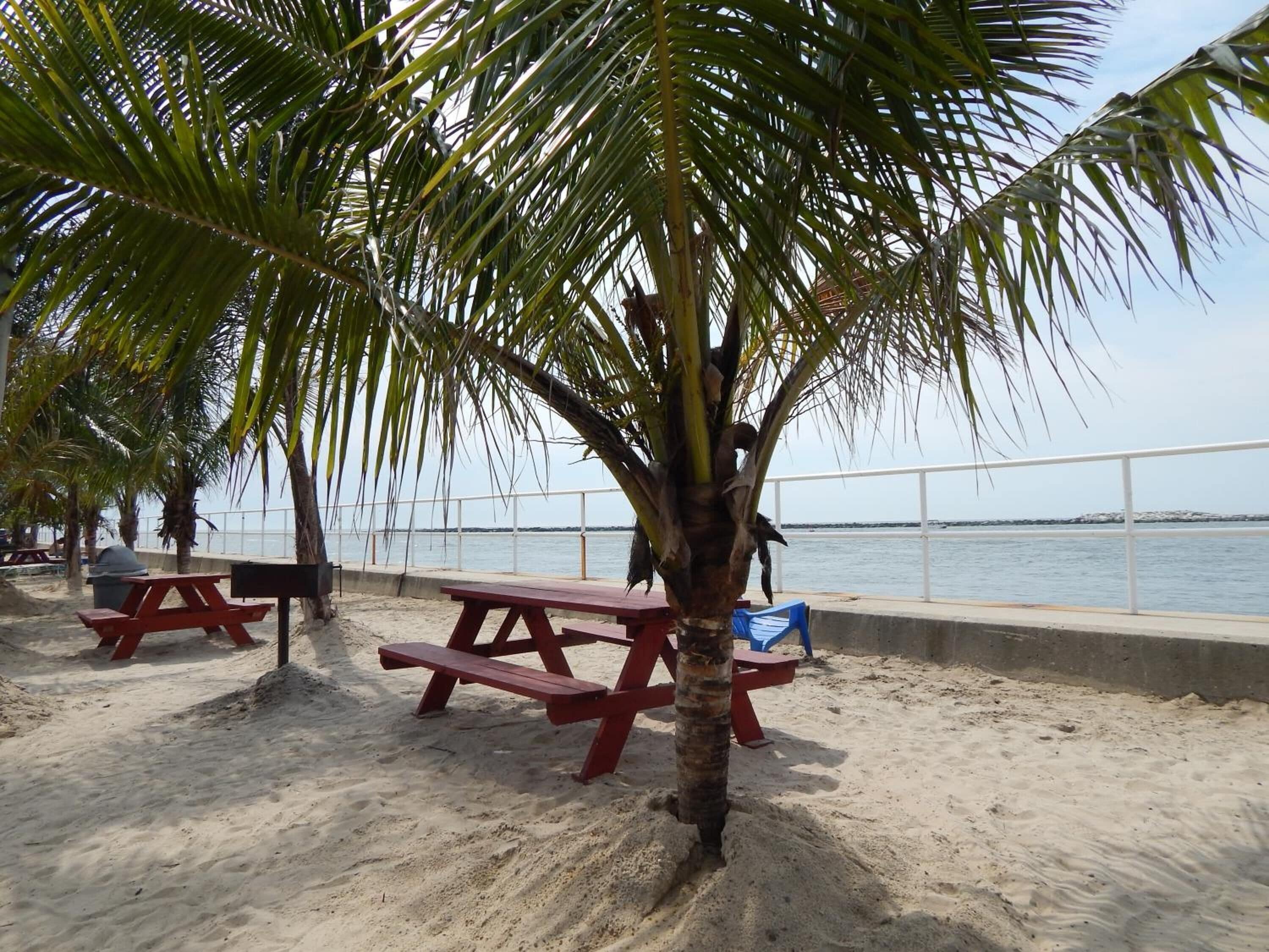A beach with picnic tables and a palm tree.