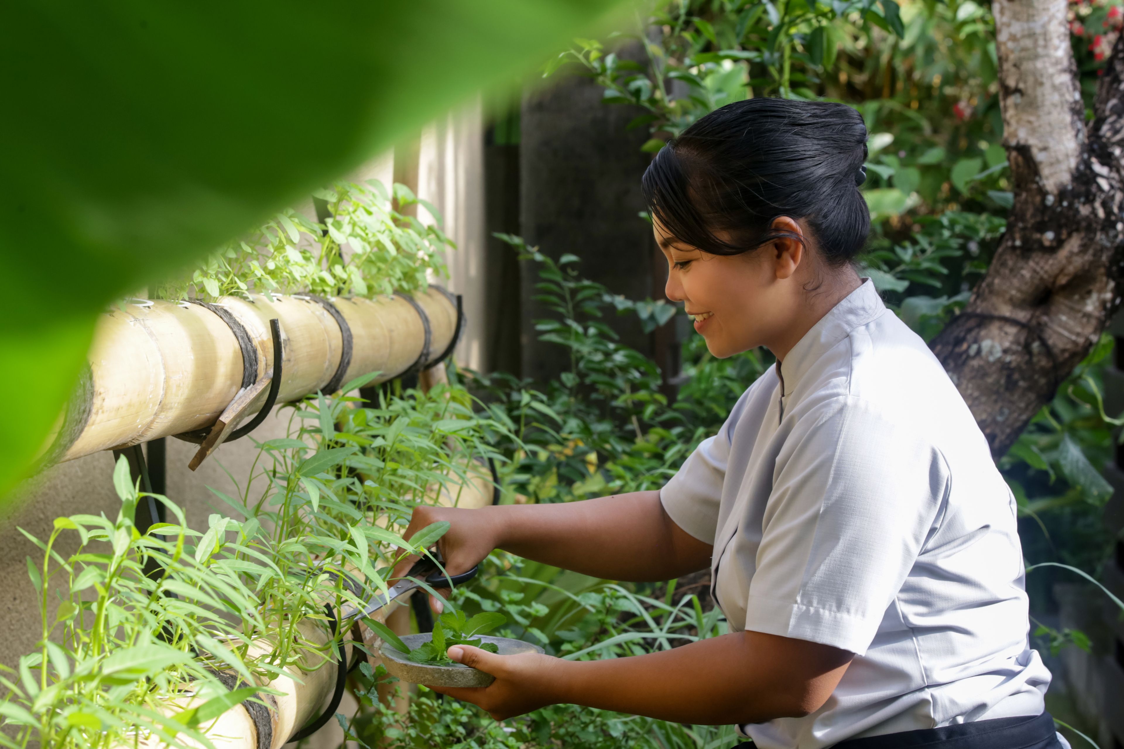 A person tending to plants in a garden area with a bamboo structure in the background.