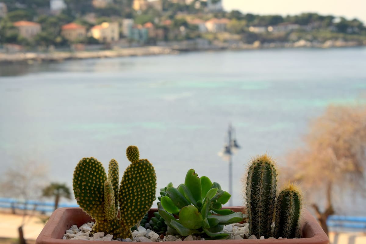 Una colección de cactus en macetas, con un paisaje urbano y una zona ribereña al fondo.