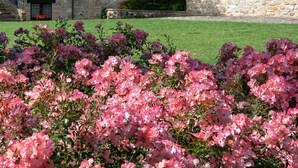 A stone building with a bell tower, surrounded by flowering bushes.