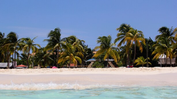 A beach with palm trees and a sandy shore.
