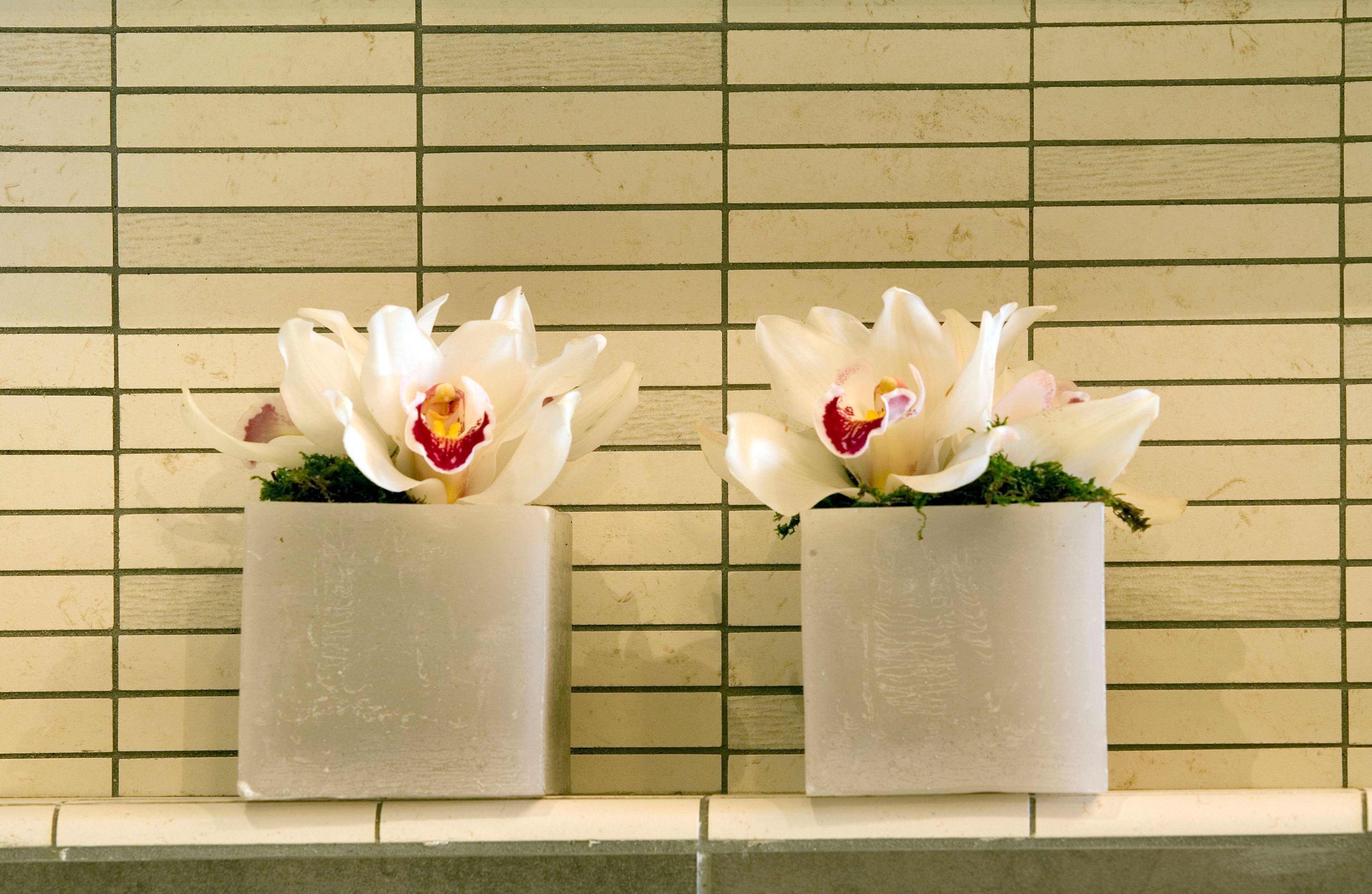 Due fiori di orchidea bianca in vasi quadrati, su una parete piastrellata.