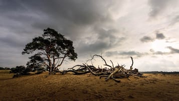 Een kaal landschap met een grote boom en losse takken, onder een bewolkte lucht.