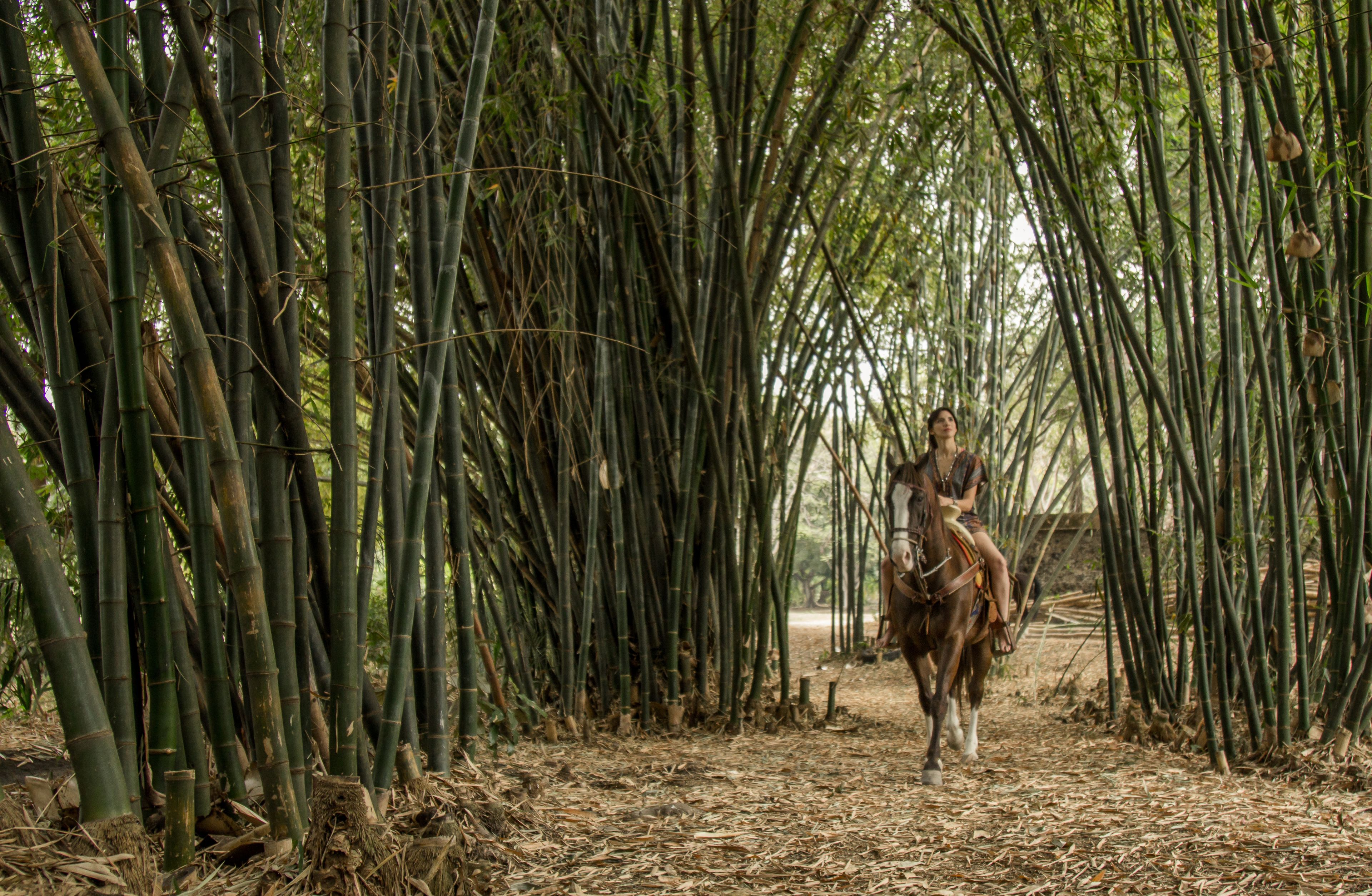 A person riding a horse through a bamboo forest.