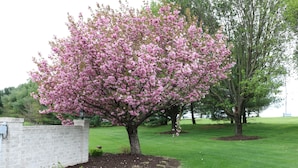 A tree with pink blossoms in a landscaped area with a brick wall and a grassy lawn.