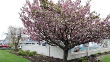 Un arbre aux fleurs roses, situé dans un espace paysager agrémenté d’un mur de briques et d’une piscine en arrière-plan.