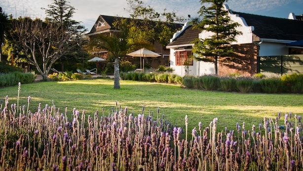 A house with a well-maintained lawn and lavender plants in the foreground. - At Winkfield House (Cape Town)