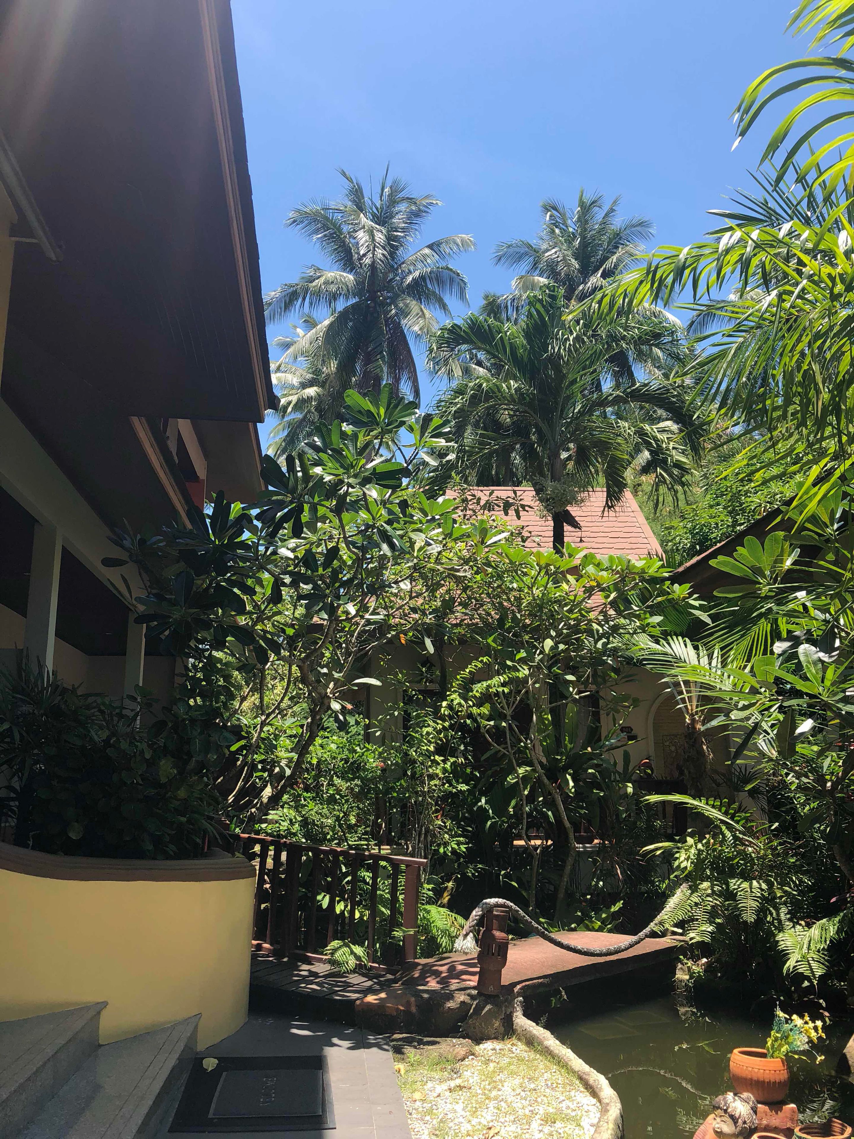 A lush garden with a variety of tropical plants and a small pond.