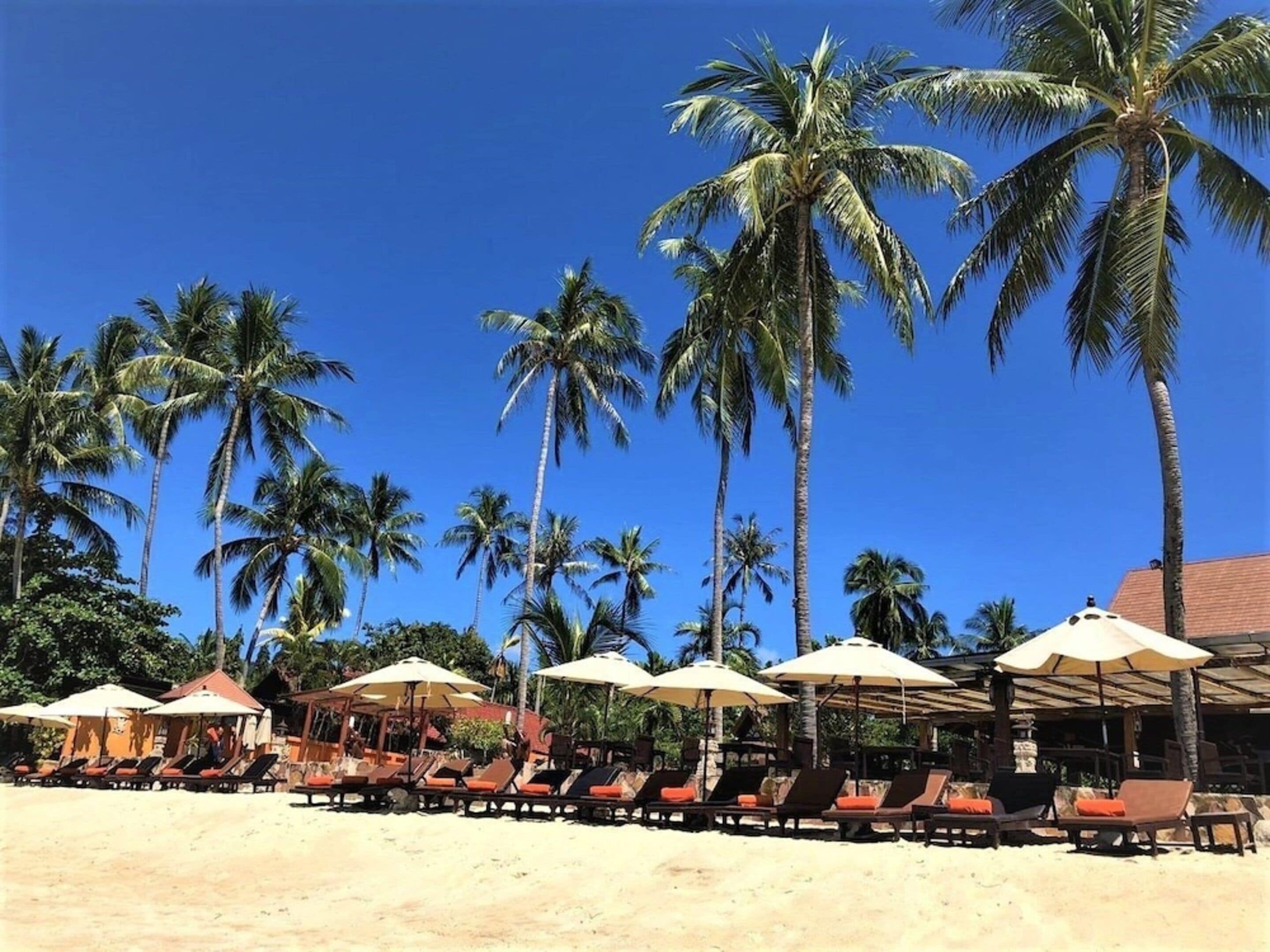 A beachside resort with rows of sun loungers and umbrellas, palm trees, and a clear blue sky.
