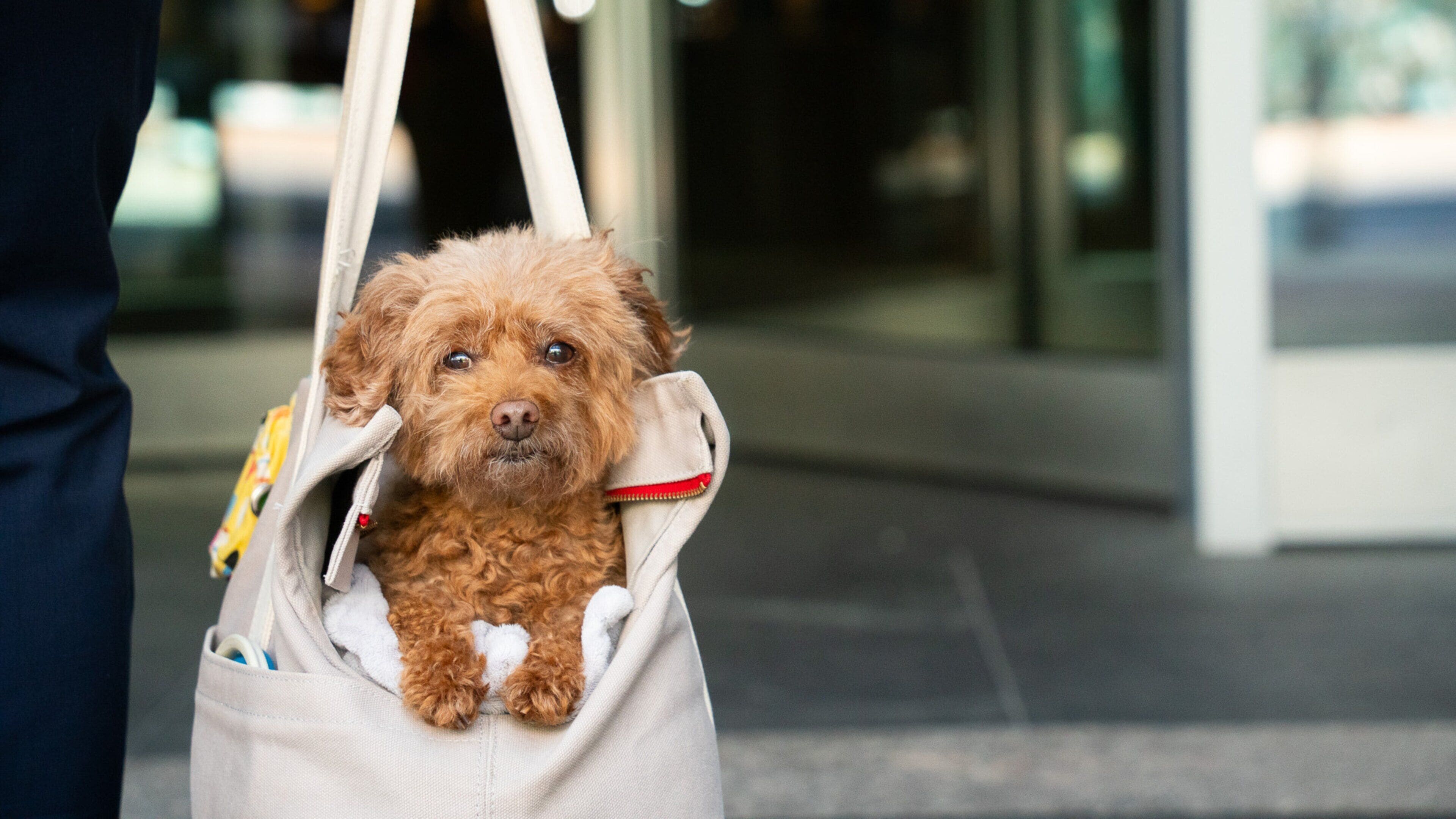 Un perro pequeño color café sentado dentro de una bolsa blanca con un cierre rojo.