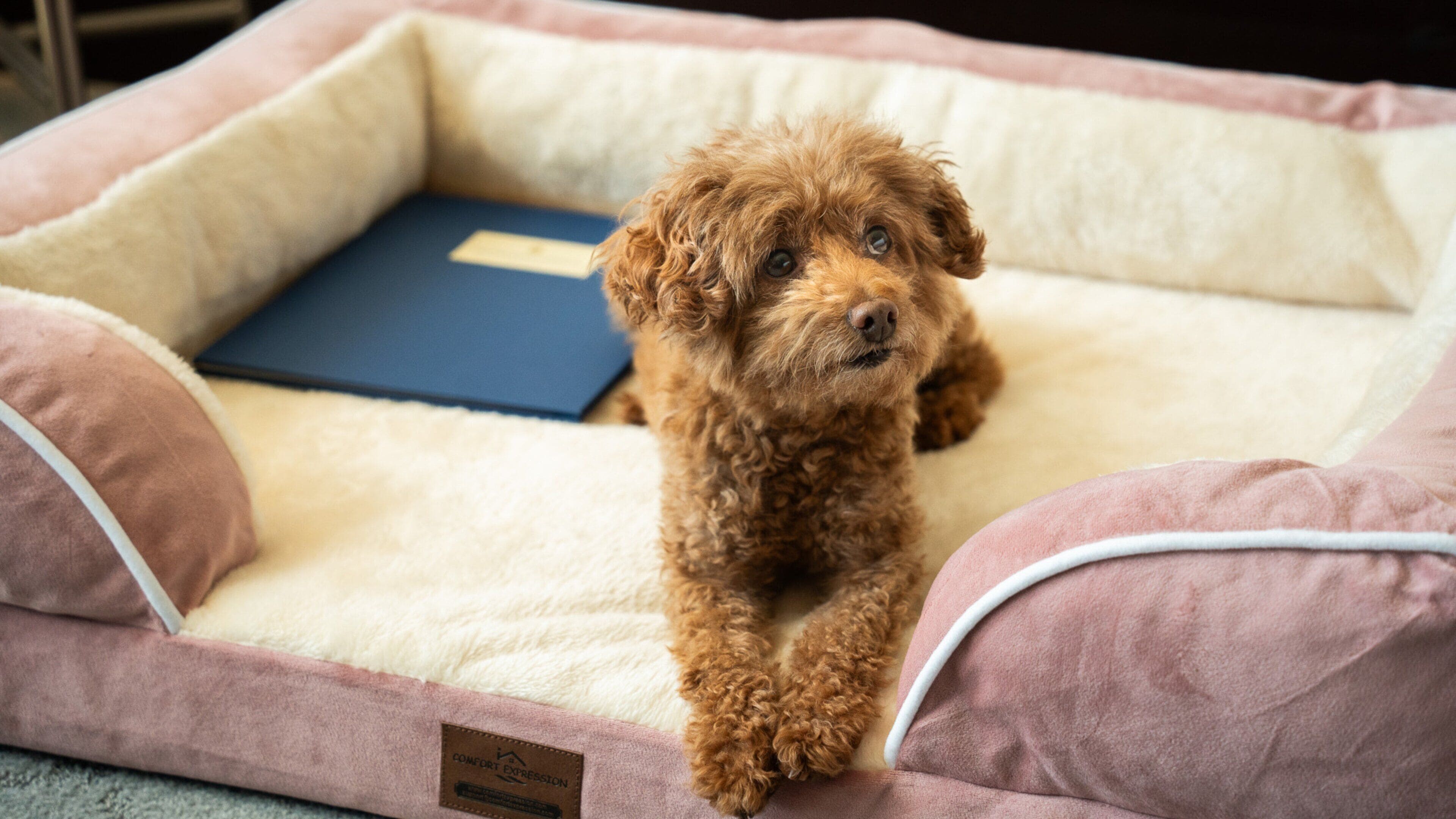 Una cama para perro con una etiqueta, un libro azul y un cojín.