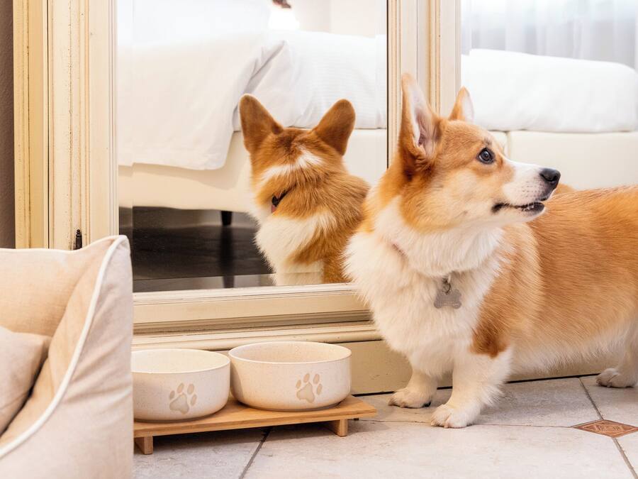 Un chien se tient devant un miroir, avec un canapé blanc et des gamelles pour animaux de compagnie en premier plan.