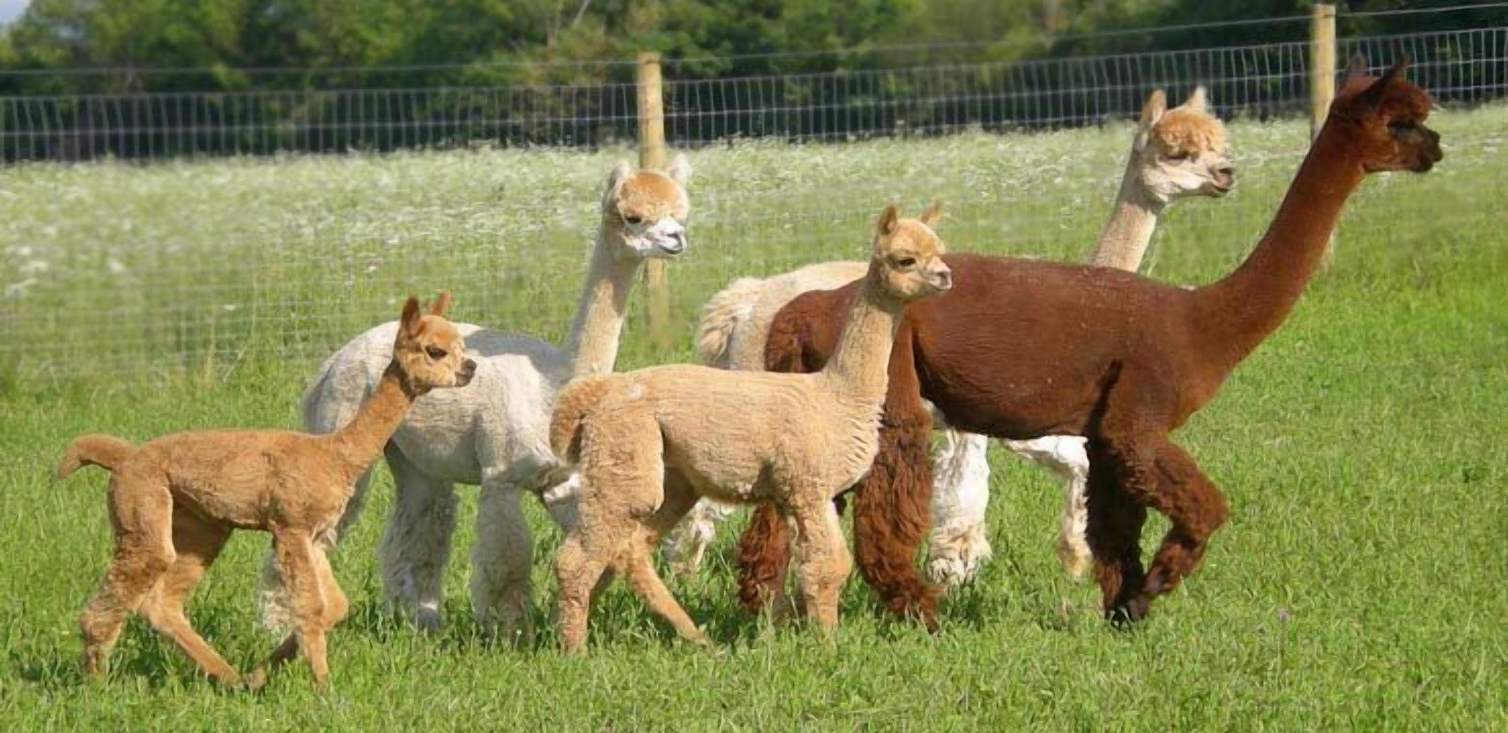 A group of alpacas in a grassy field with a fence in the background.