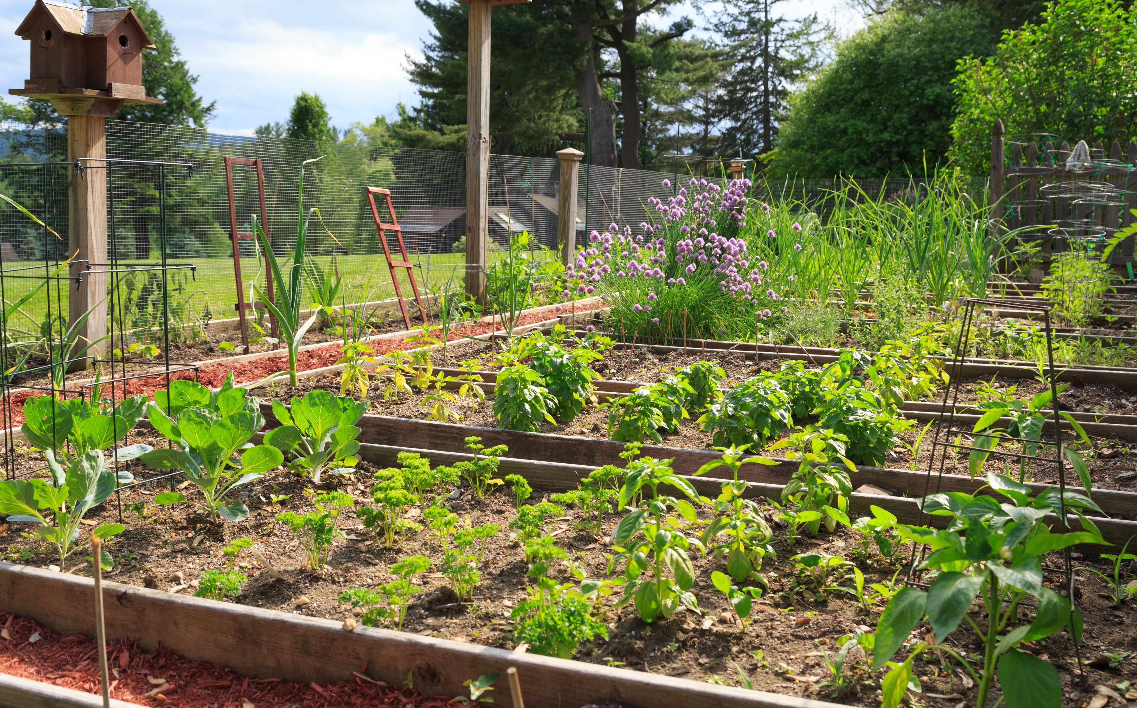 A vegetable garden with raised beds, a wooden birdhouse, and a wire fence.