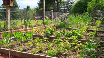 A vegetable garden with raised beds, a wooden birdhouse, and a wire fence.