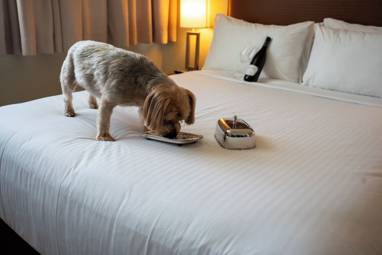 Un perro sobre una cama con una bandeja y un tostador.