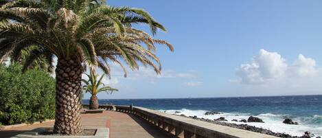 A coastal walkway with palm trees and a view of the ocean.