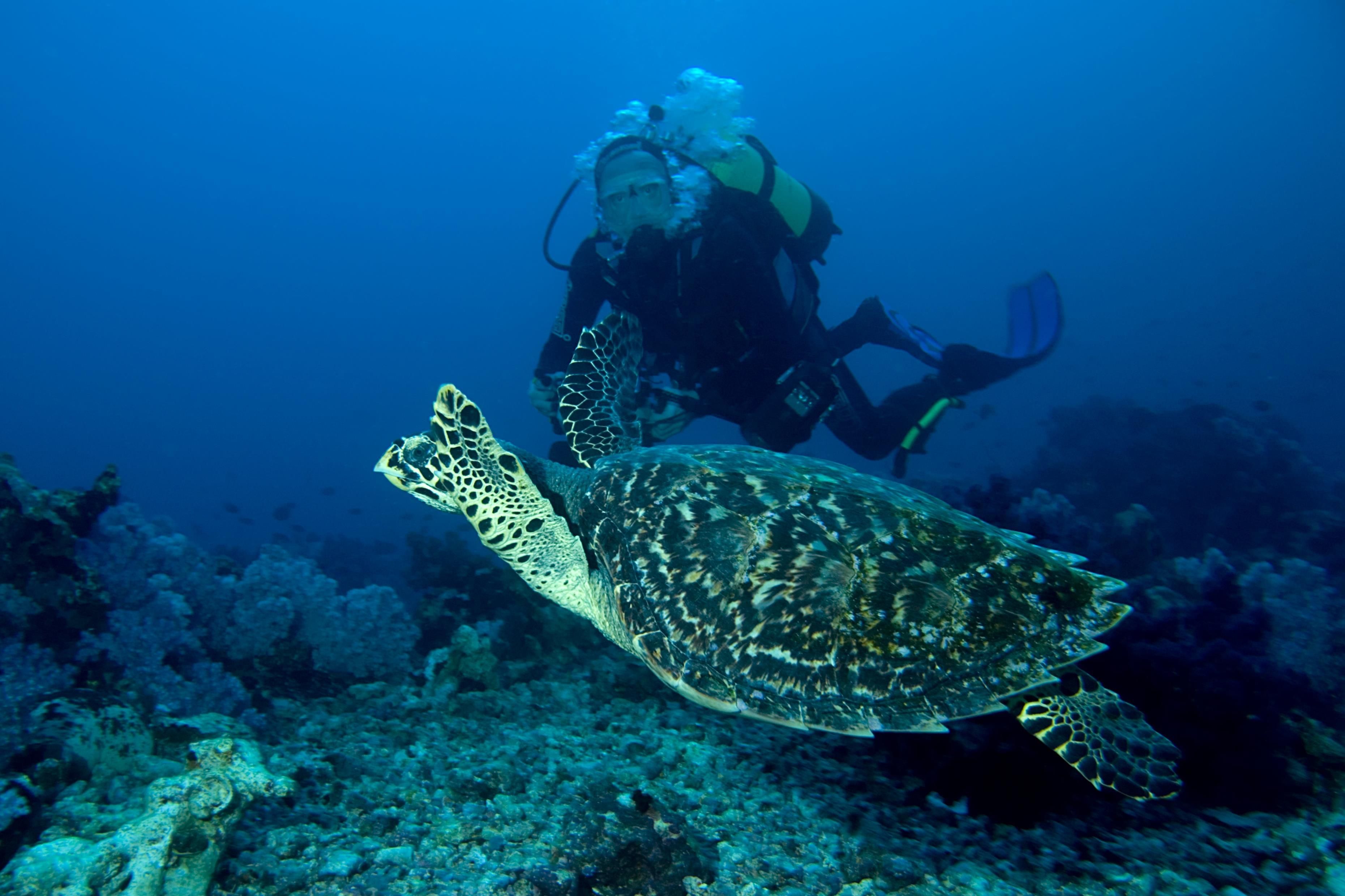 A diver and a sea turtle in clear water.