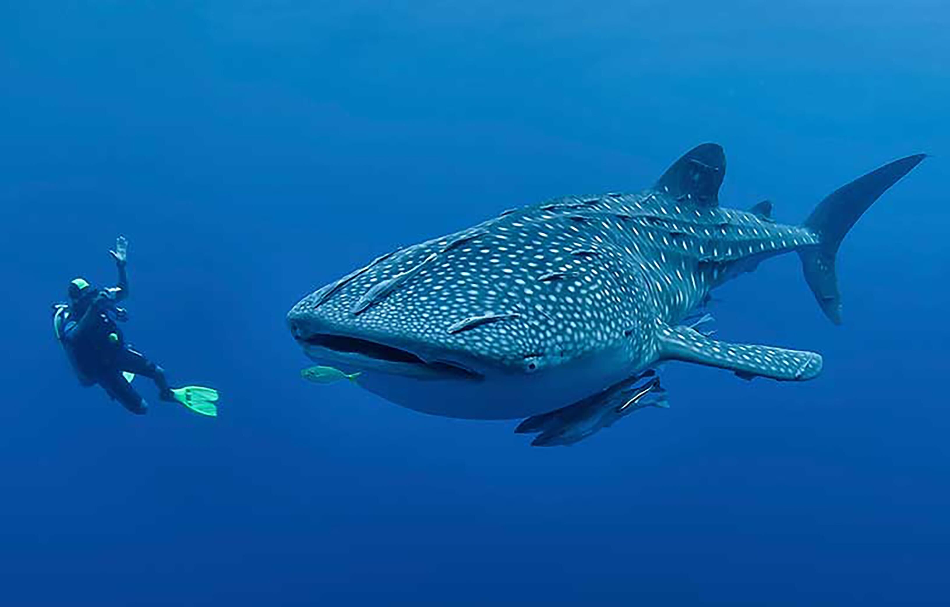 Photo - Djibouti Palace Kempinski