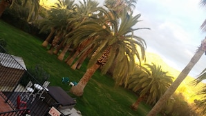 A residential area with palm trees, a grassy lawn, and a black metal fence. - The Parks Inn Bed and Breakfast (Lemon Cove)