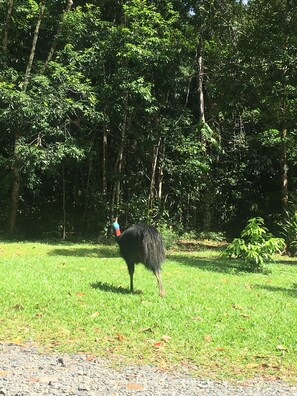 Ecotours - Mowbray by the Sea (Port Douglas)