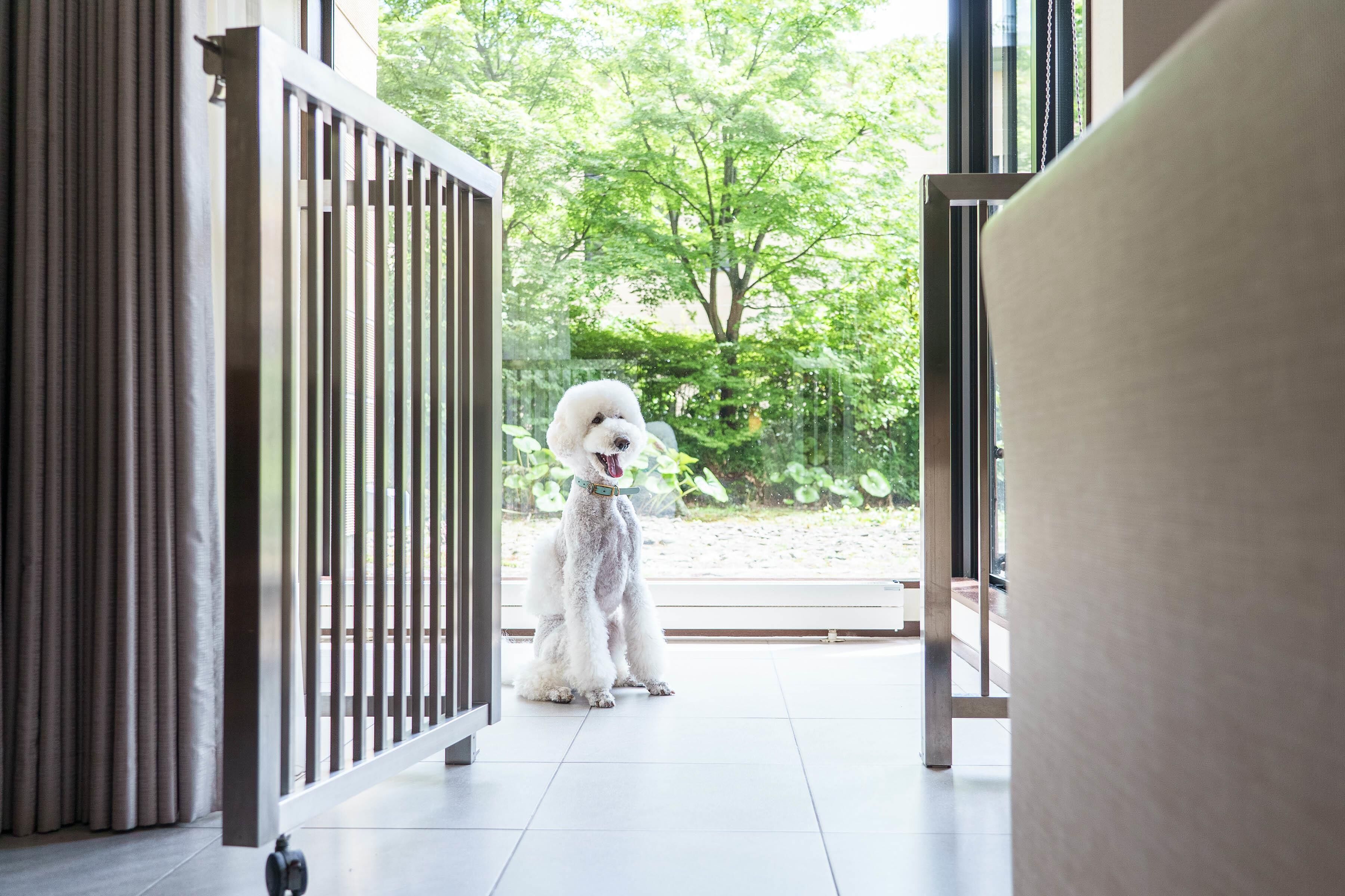 Un perro blanco en una habitación moderna con un ventanal de vidrio que da a un jardín.