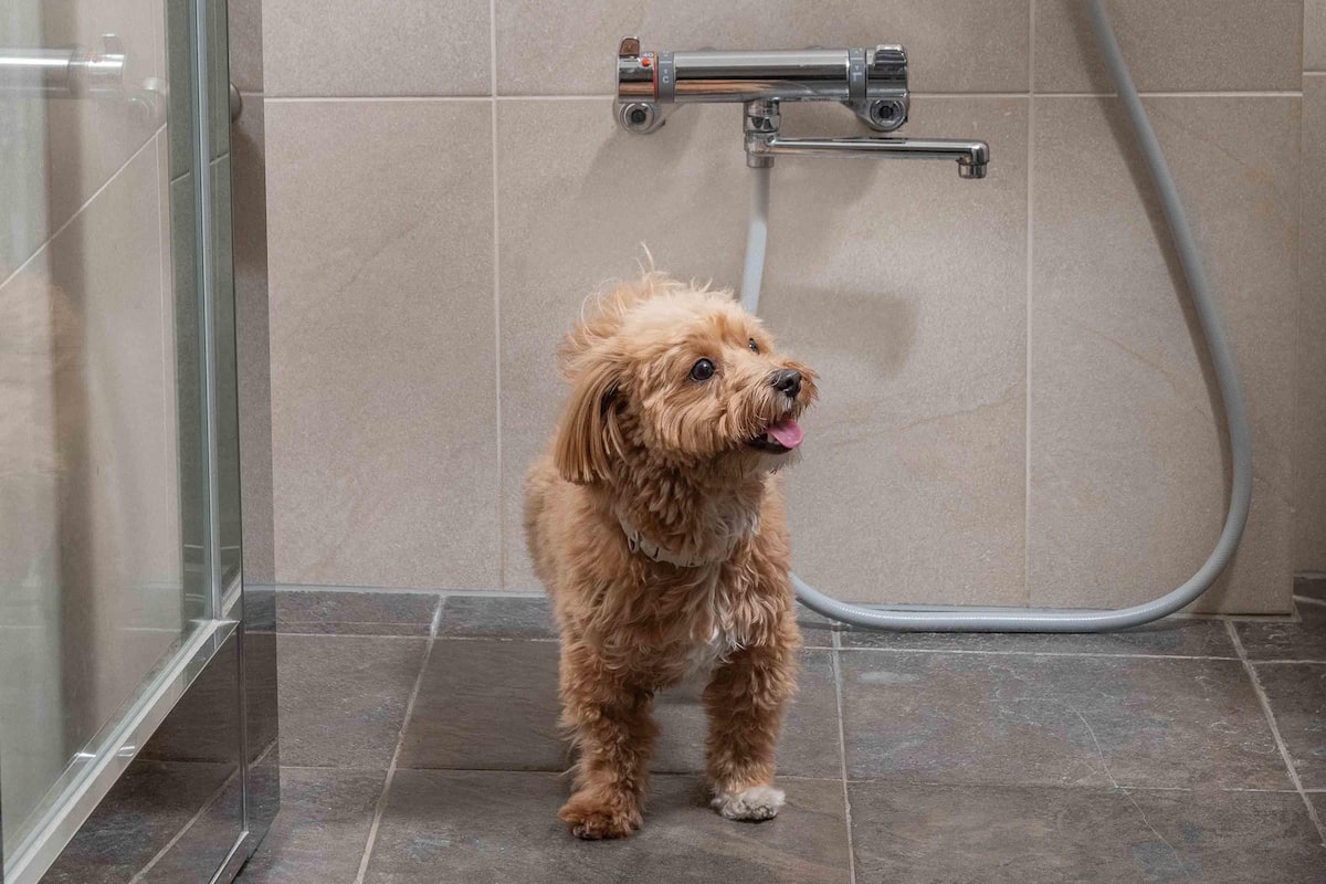 Quarto luxo, 2 camas de solteiro (Dog Friendly) | 1 quarto, roupas de cama antialérgicas, frigobar, cofres nos quartos