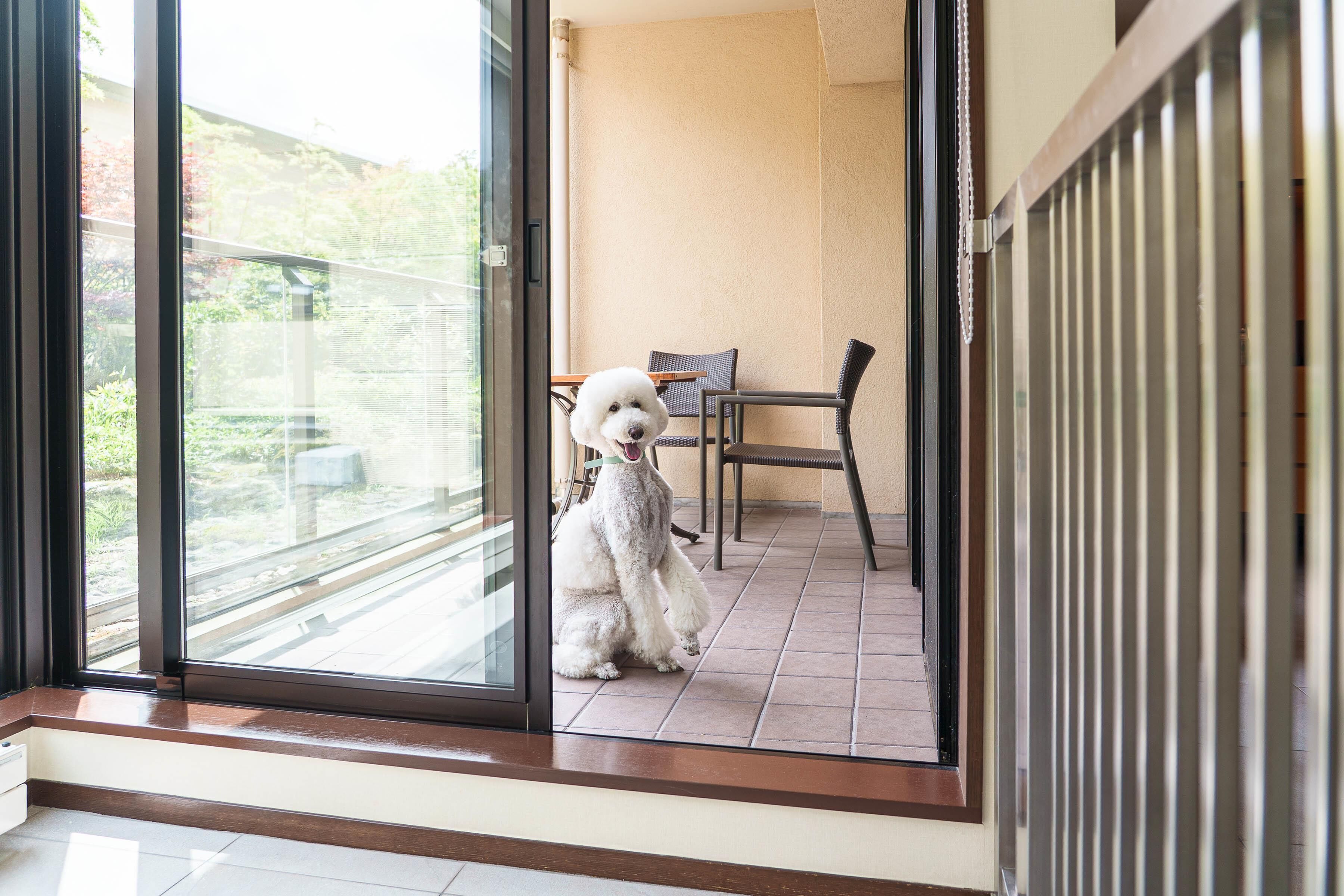 A dog sitting by a sliding glass door on a balcony with a view of a garden and a chair inside.
