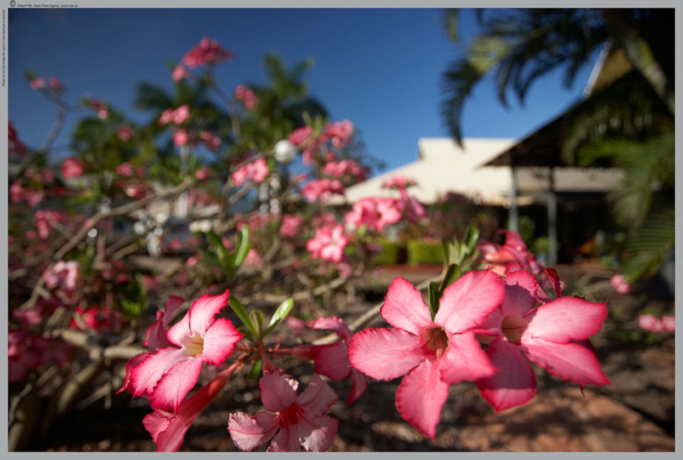 Seashells Broome — image 30