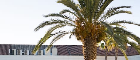 A modern hotel with a swimming pool, sun loungers, and palm trees.