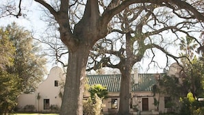 A large tree in front of a building with a green roof and a white facade. - The Country Guesthouse (Stellenbosch)