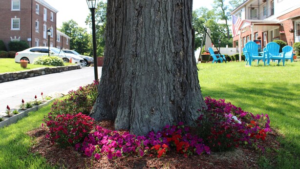 A large tree with a thick trunk surrounded by vibrant flowers in a landscaped area. - Northside Motel (Williamstown)