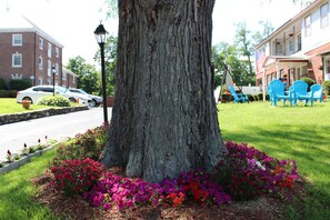 A large tree with a thick trunk surrounded by vibrant flowers in a landscaped area. - Northside Motel (Williamstown)