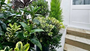 A white building with a door and windows, surrounded by various potted plants. - Mentone Hotel (London)