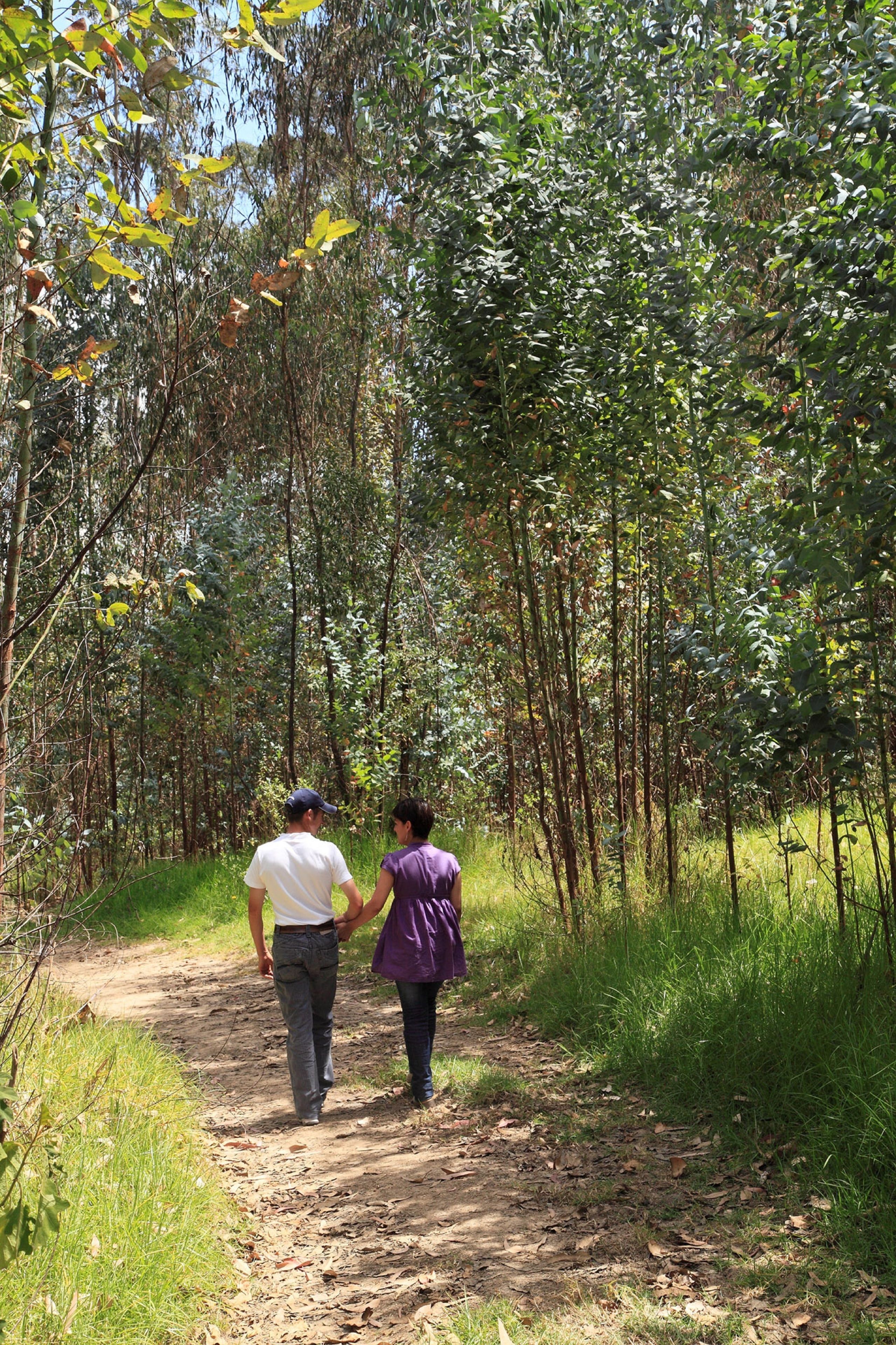 Camí de terra en una zona boscosa amb arbres densos i vegetació a ambdós costats.