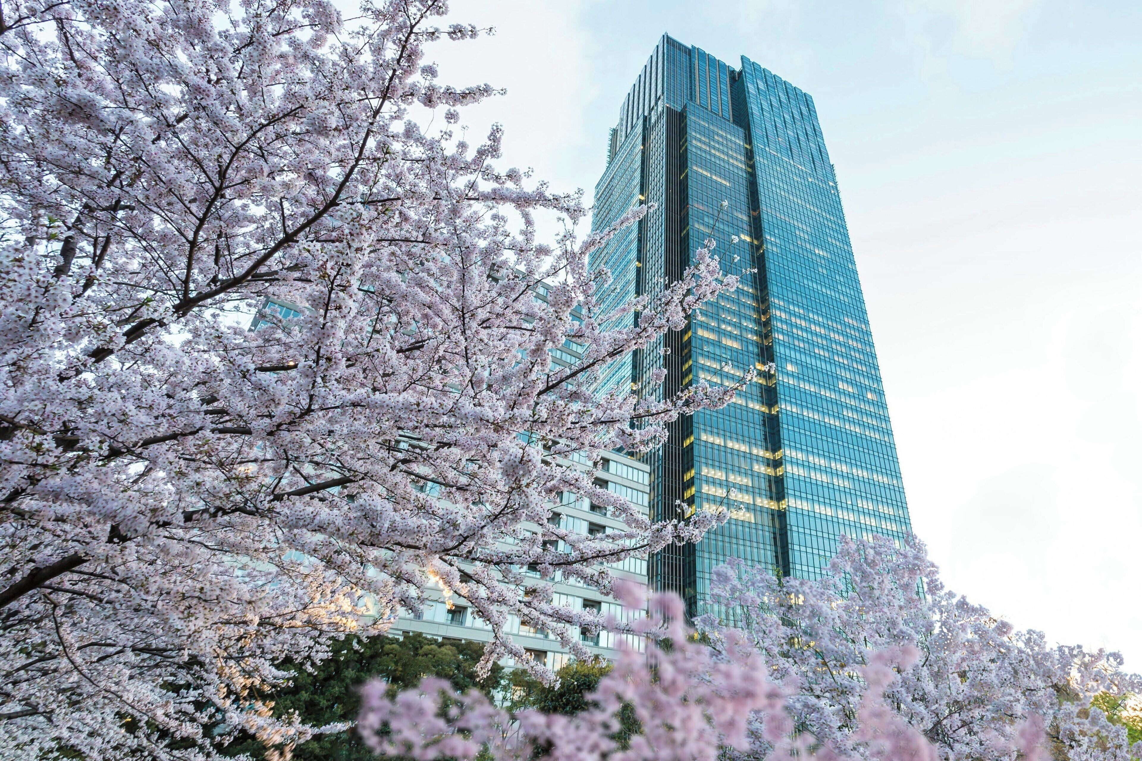 Photo - The Ritz-Carlton, Tokyo