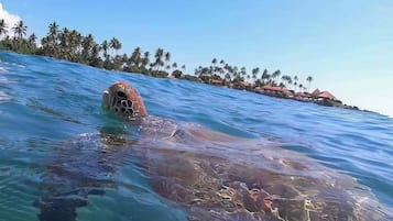 A sea turtle swimming near a beach with palm trees and buildings in the background.