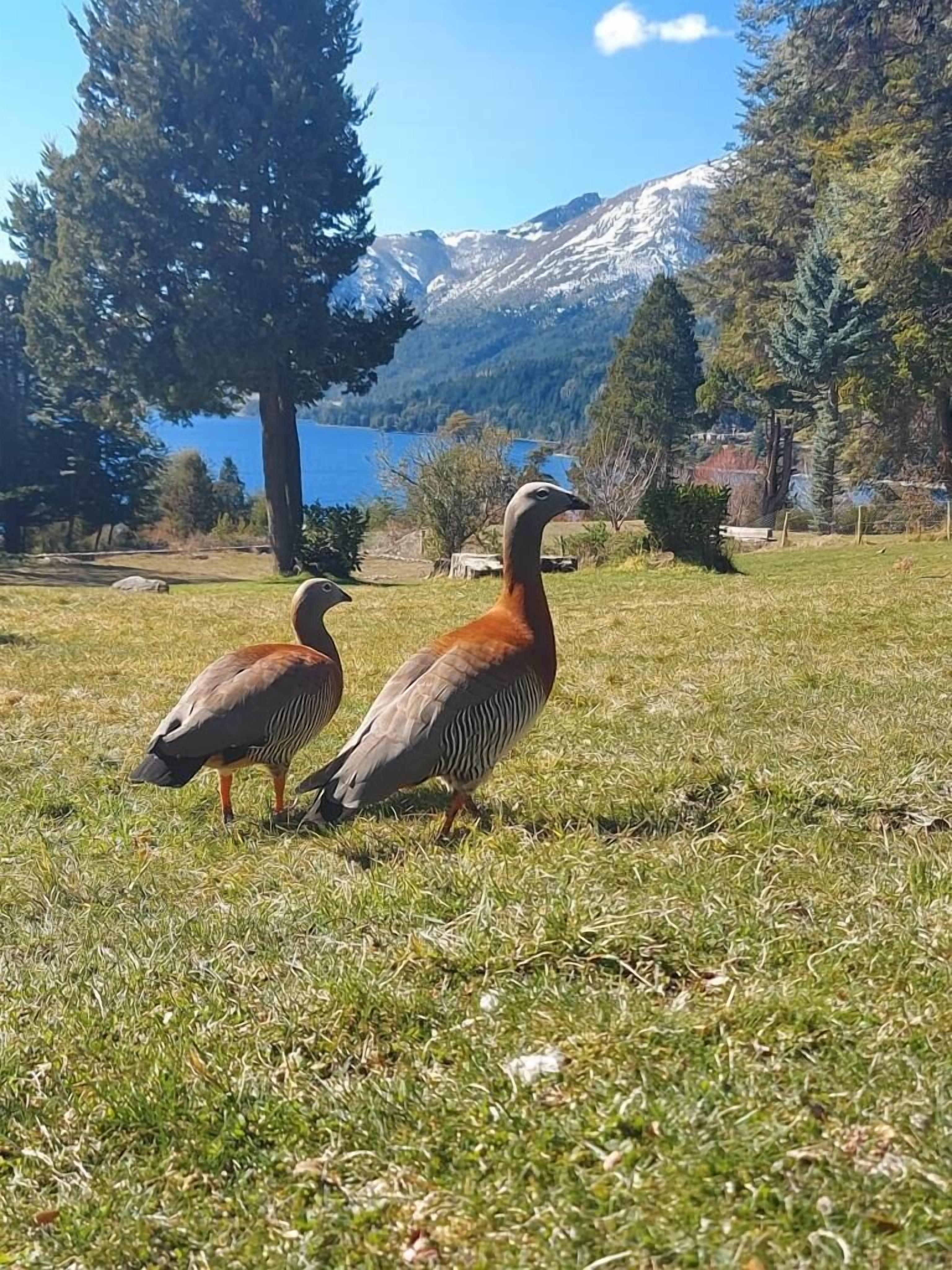 Dos gansos en un campo cubierto de hierba, con una montaña y un lago al fondo.