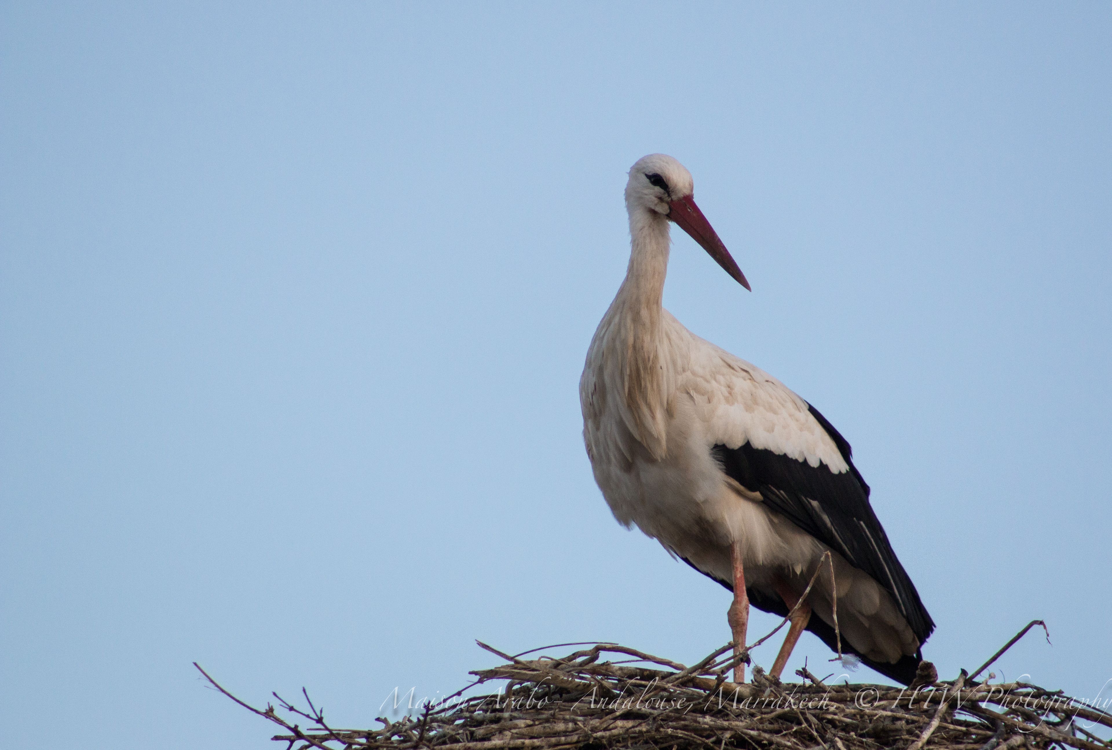 Photo - Riad Maison Arabo-Andalouse