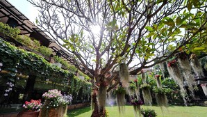 Un arbre orné de jardinières suspendues et un bâtiment doté d’un toit en pente.