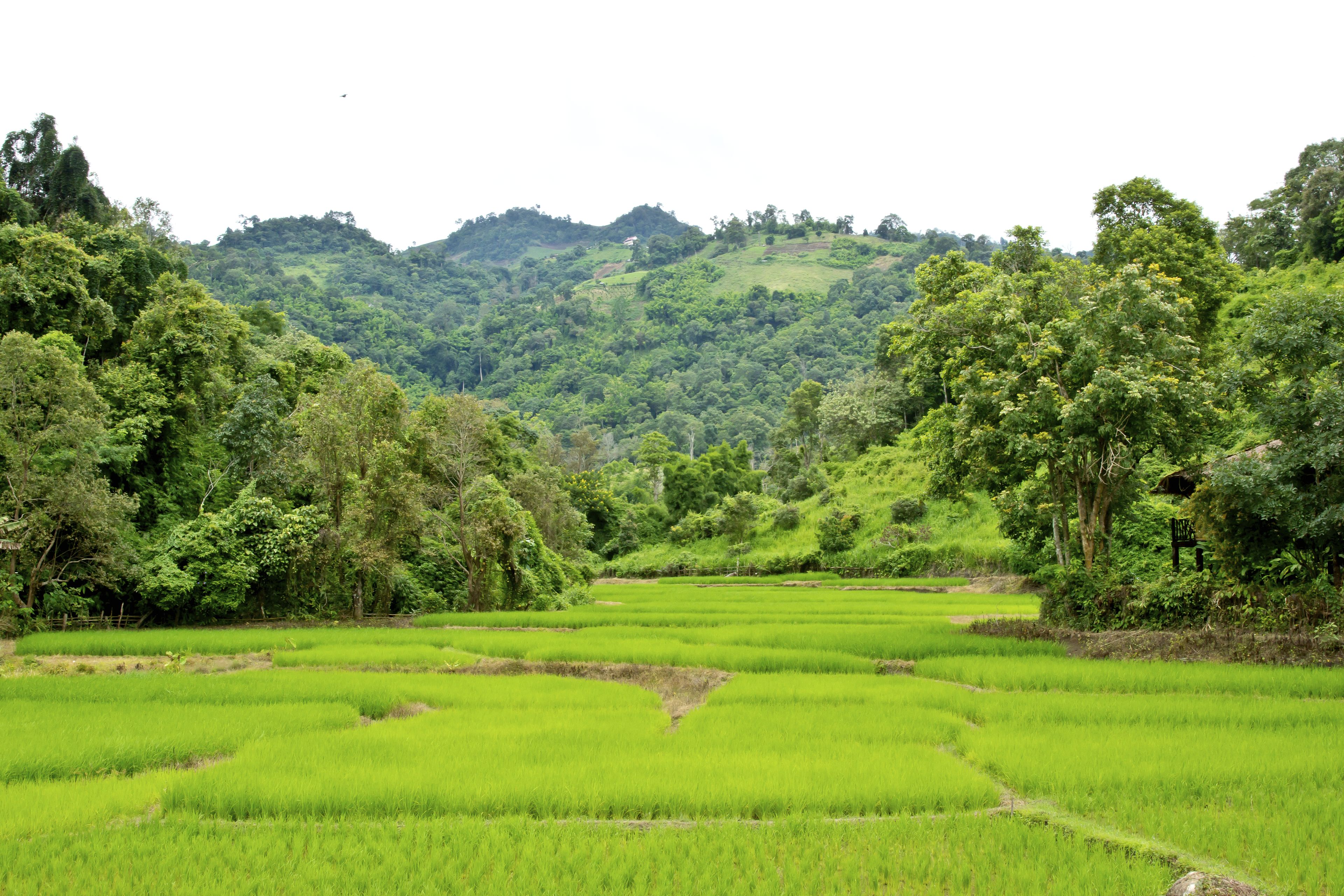 A lush green landscape with terraced rice fields and dense forested hills in the background.