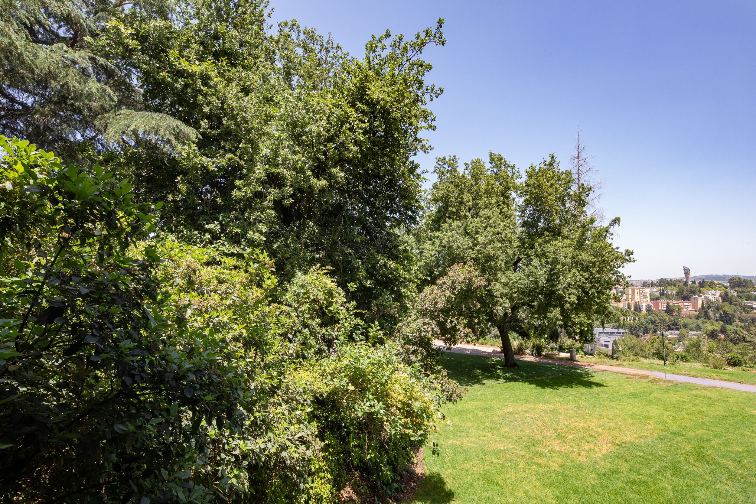 A park with trees and a pathway.