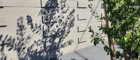 A concrete wall with shadows of leaves and a tree branch.